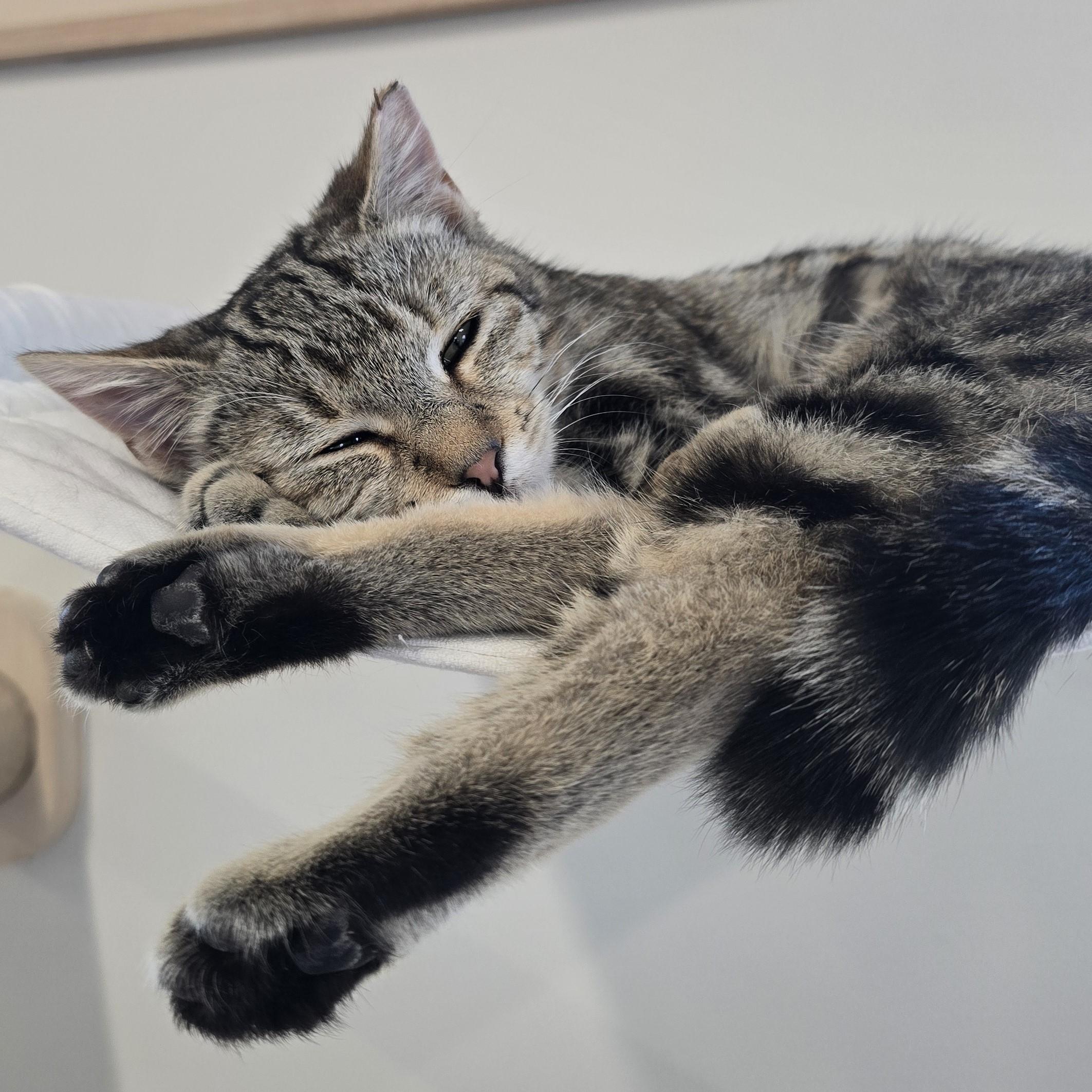 Enlarge Mildred, an adopted Domestic Short Hair in Nashville, TN image 5/6