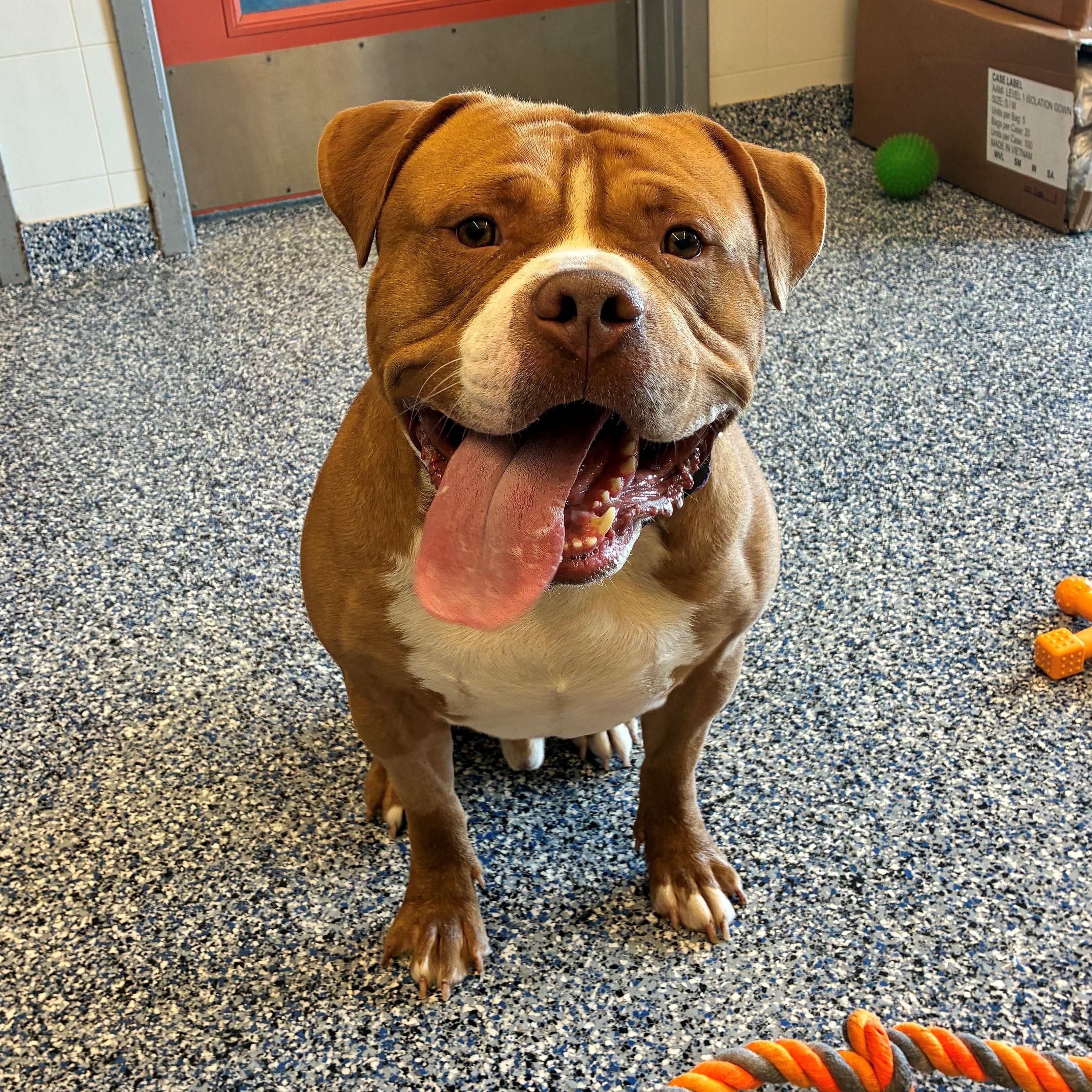 Brasi, Adoptable, Young Male American Staffordshire Terrier.