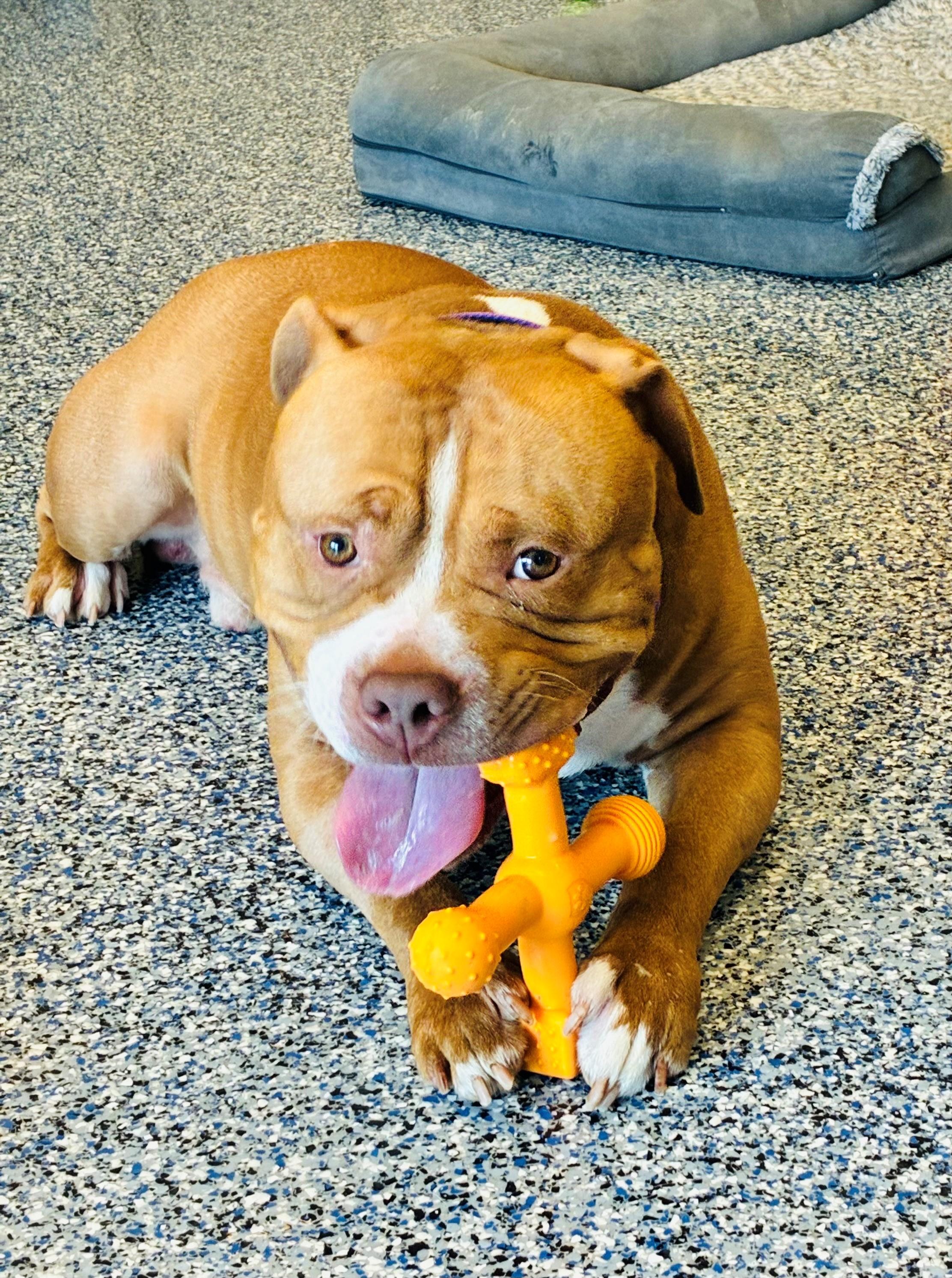 Brasi, a Adoptable mixed breed in Westerly, RI image 2/3