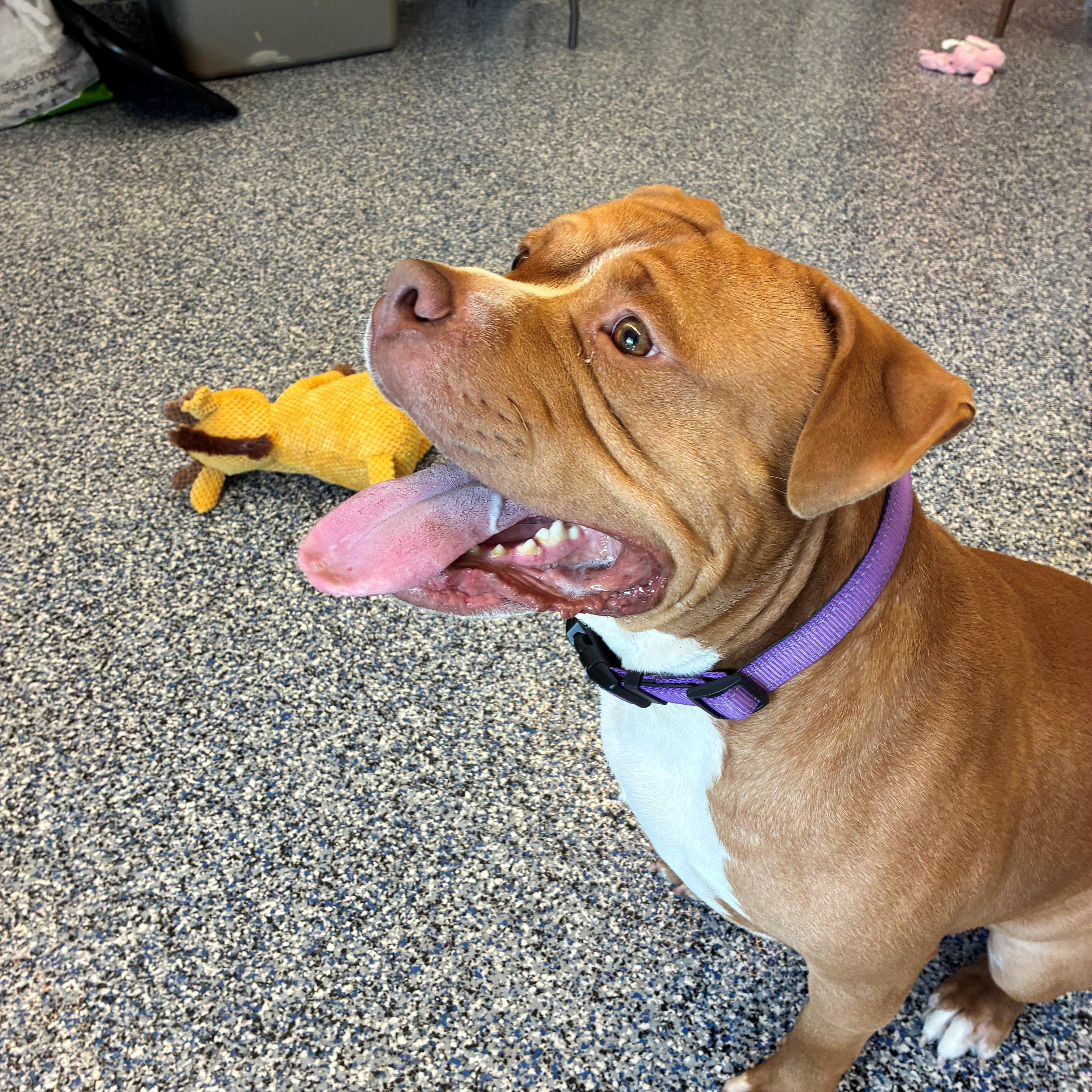 Brasi, a Adoptable mixed breed in Westerly, RI image 3/3