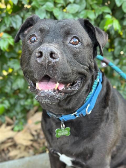 Enlarge ZEUS, a Adoptable Pit Bull Terrier in Woodland, CA image 1/1