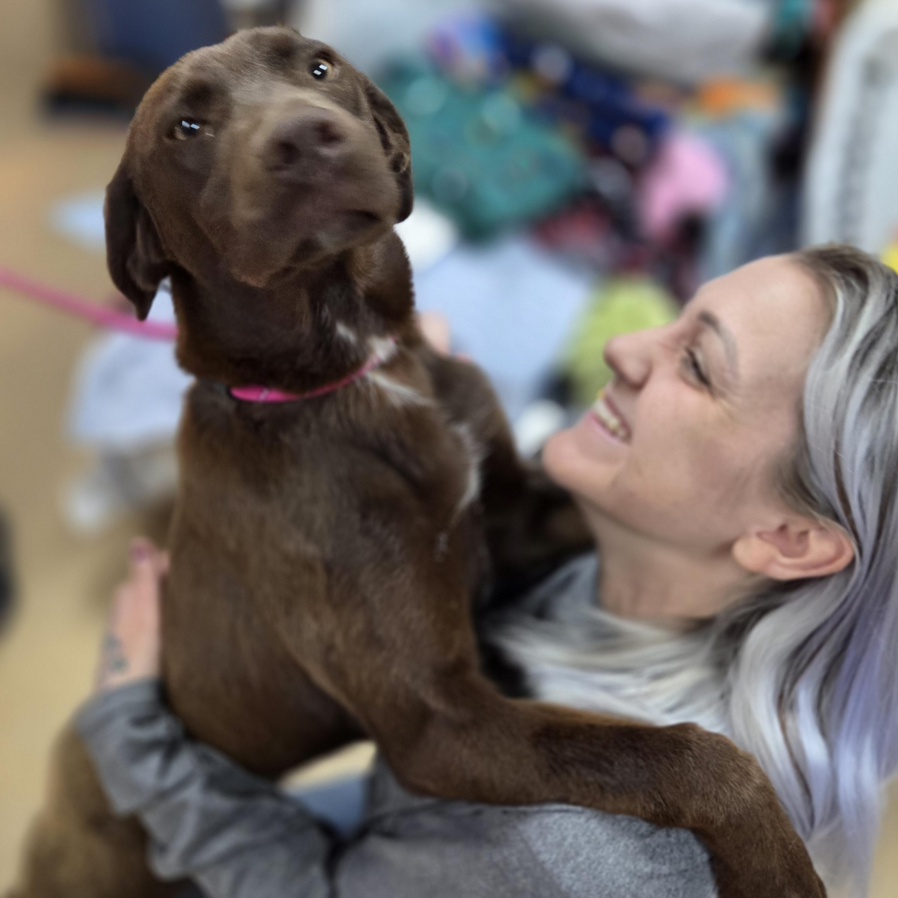 Cathy Carbonara , adopted, Young Female Vizsla.