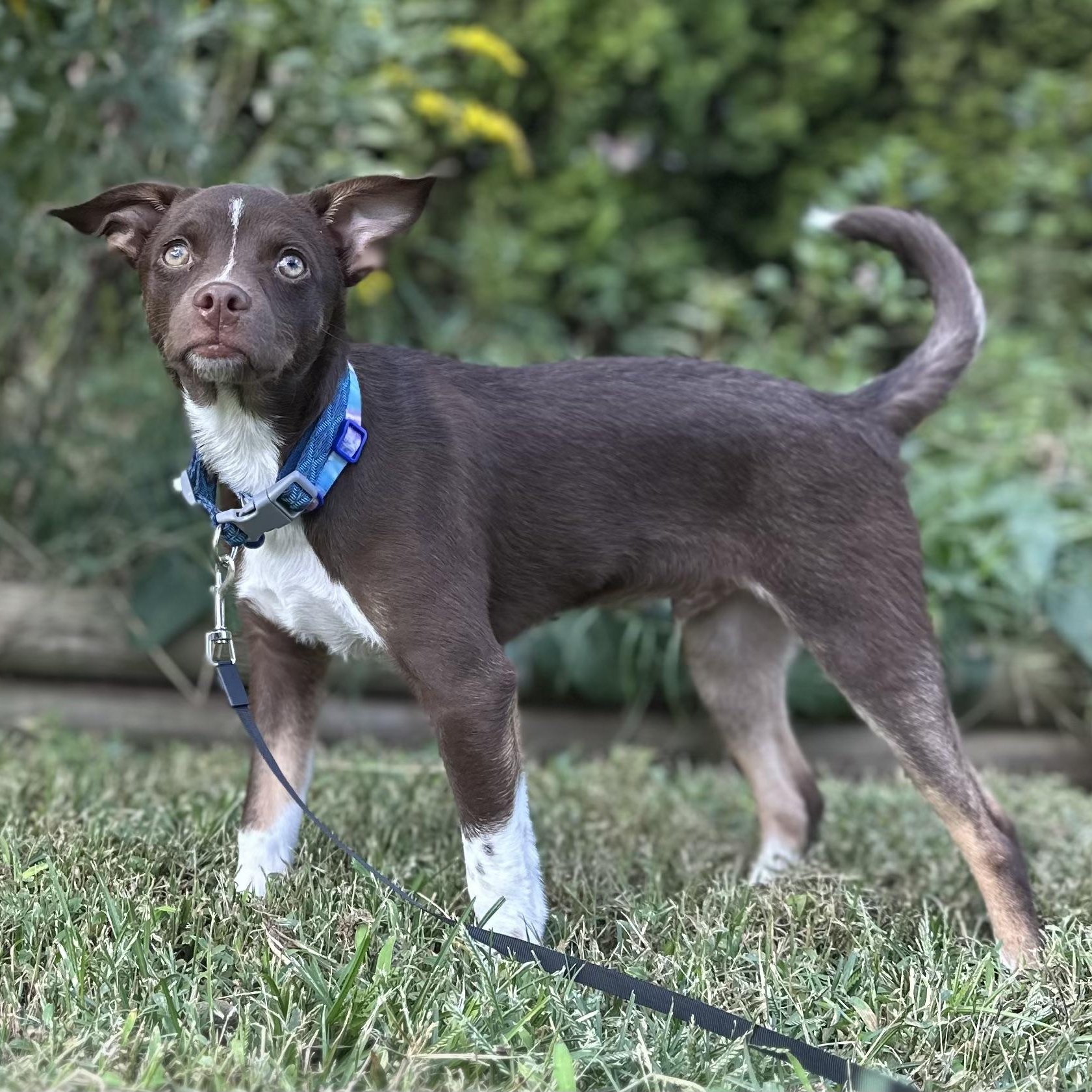 Enlarge ROCKY - ARRIVING IN MAINE OCTOBER 24th, a Adoptable mixed breed in Berwick, ME image 5/5