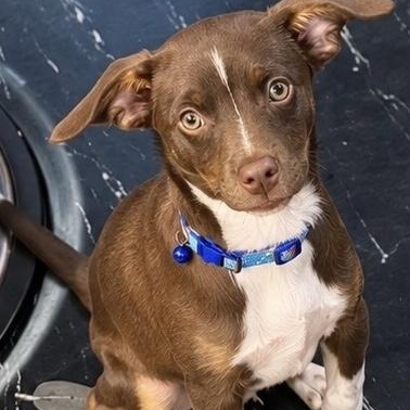 ROCKY - ARRIVING IN MAINE OCTOBER 24th, Adoptable, Puppy Male Mixed Breed & Chihuahua.