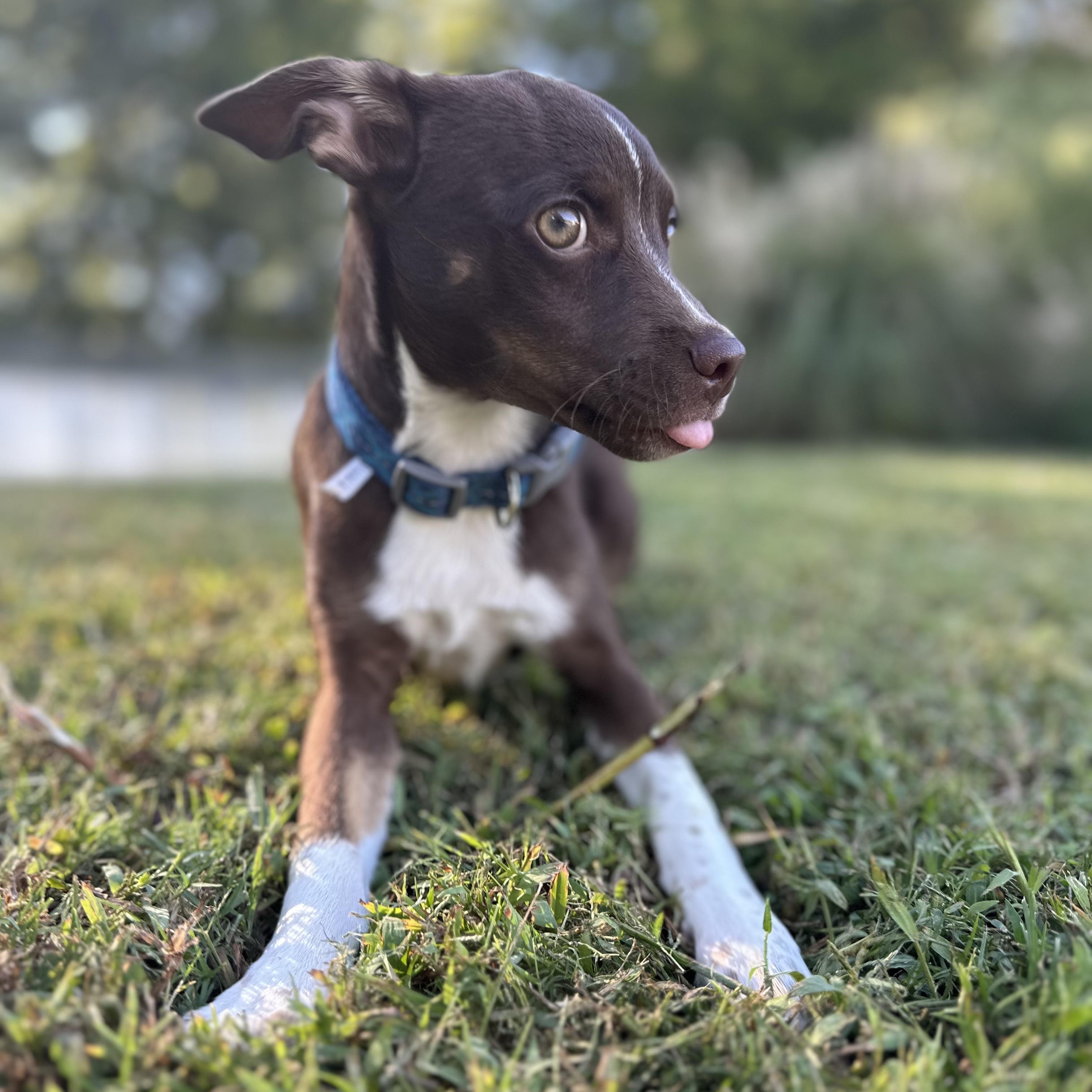 Enlarge ROCKY - ARRIVING IN MAINE OCTOBER 24th, a Adoptable mixed breed in Berwick, ME image 2/5