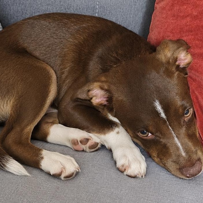 Enlarge ROCKY - ARRIVING IN MAINE OCTOBER 24th, a Adoptable mixed breed in Berwick, ME image 3/5