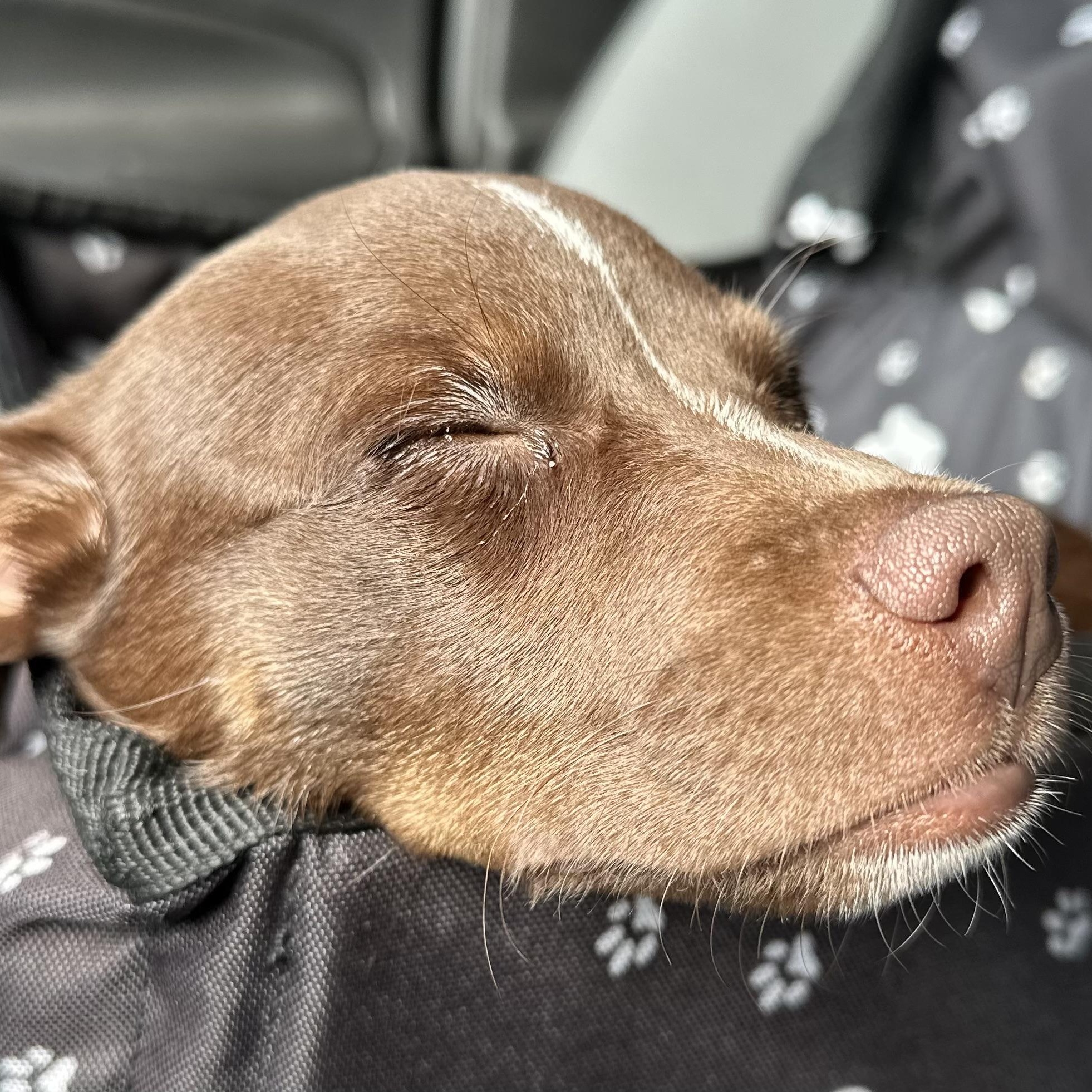Enlarge ROCKY - ARRIVING IN MAINE OCTOBER 24th, a Adoptable mixed breed in Berwick, ME image 4/5