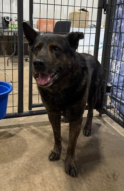 Enlarge Max 26-7629, a Adoptable mixed breed in Minot, ND image 2/5