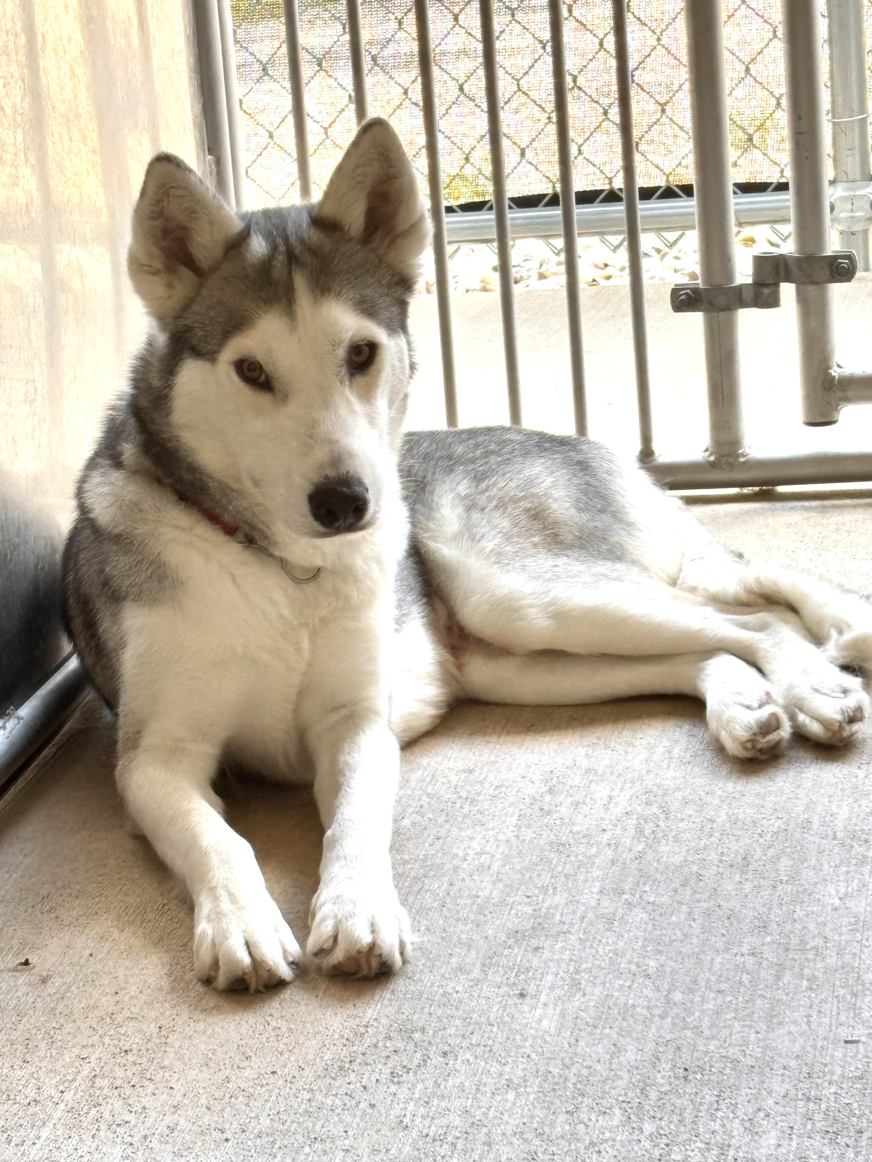 Ash, Young Female Husky