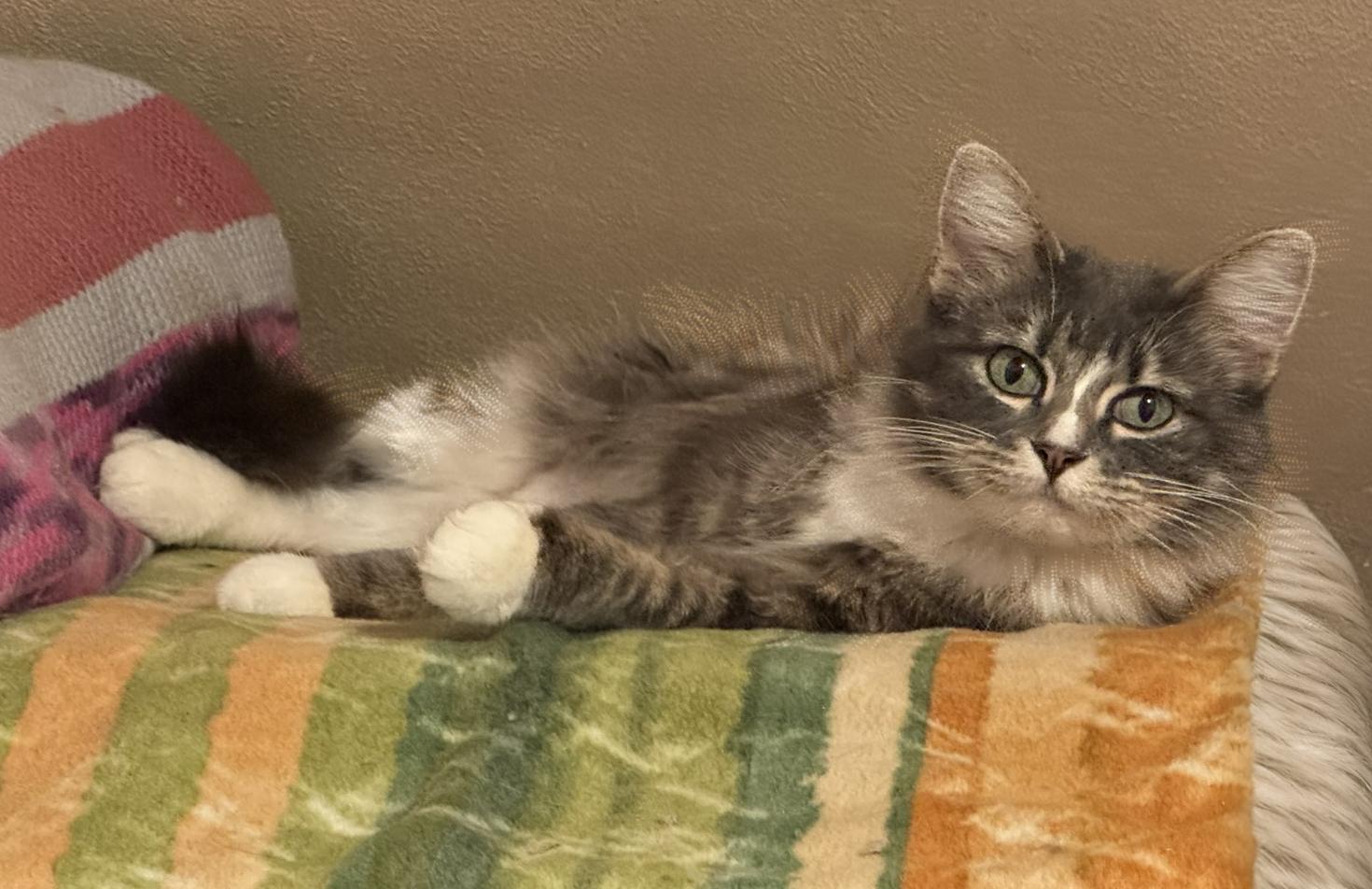 Enlarge Jenny--the quintessential feminine cat!, a Adopted Domestic Long Hair in Fairfield, IA image 4/5