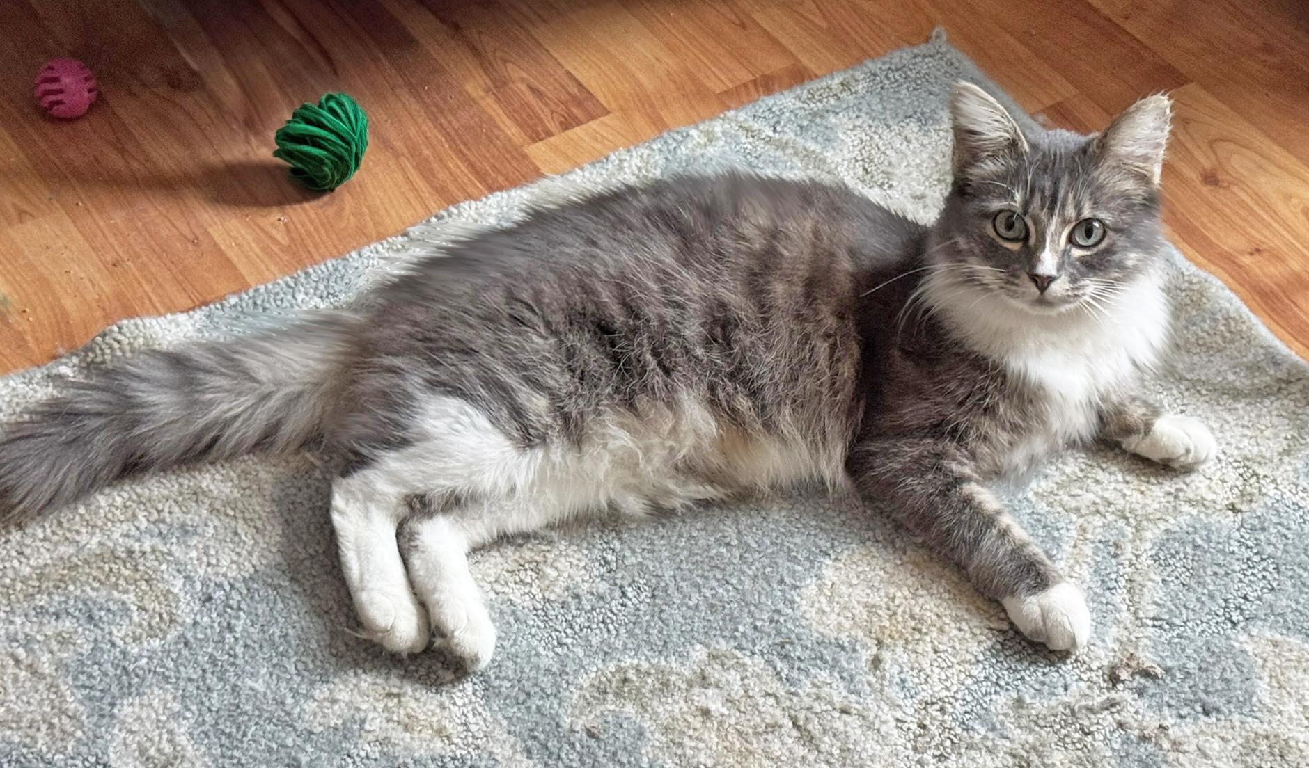 Enlarge Jenny--the quintessential feminine cat!, a Adopted Domestic Long Hair in Fairfield, IA image 5/5