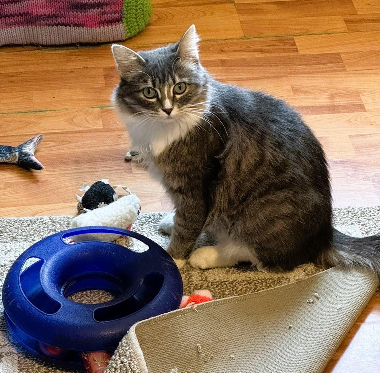 Enlarge Jenny--the quintessential feminine cat!, a Adopted Domestic Long Hair in Fairfield, IA image 2/5