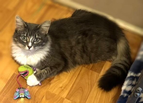 Enlarge Jenny--the quintessential feminine cat!, a Adopted Domestic Long Hair in Fairfield, IA image 3/5