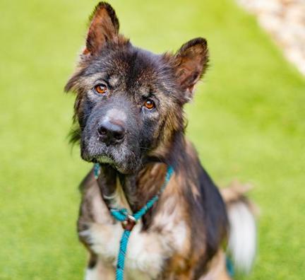 Nina, Adopted, Adult Female Akita.