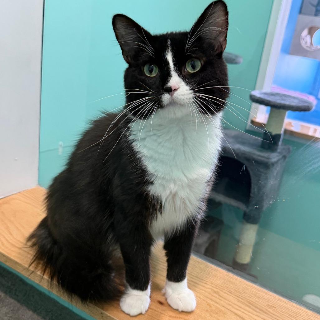 Liberty, a Adoptable Domestic Long Hair in Marion, VA image 1/6