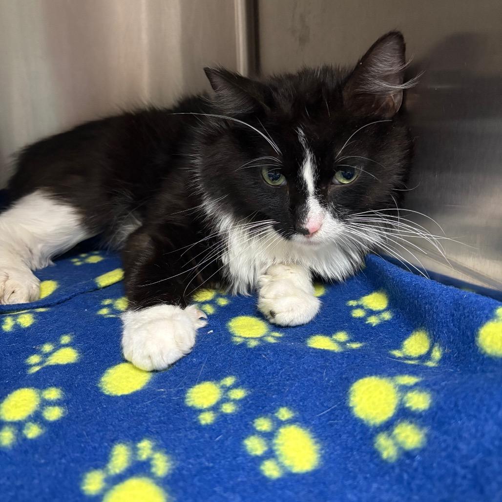 Enlarge Liberty, a Adoptable Domestic Long Hair in Marion, VA image 3/6