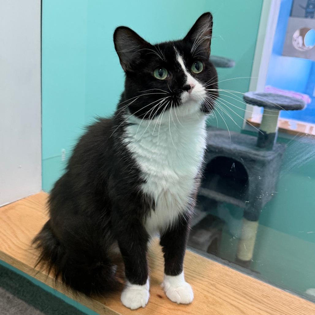 Liberty, a Adoptable Domestic Long Hair in Marion, VA image 3/6