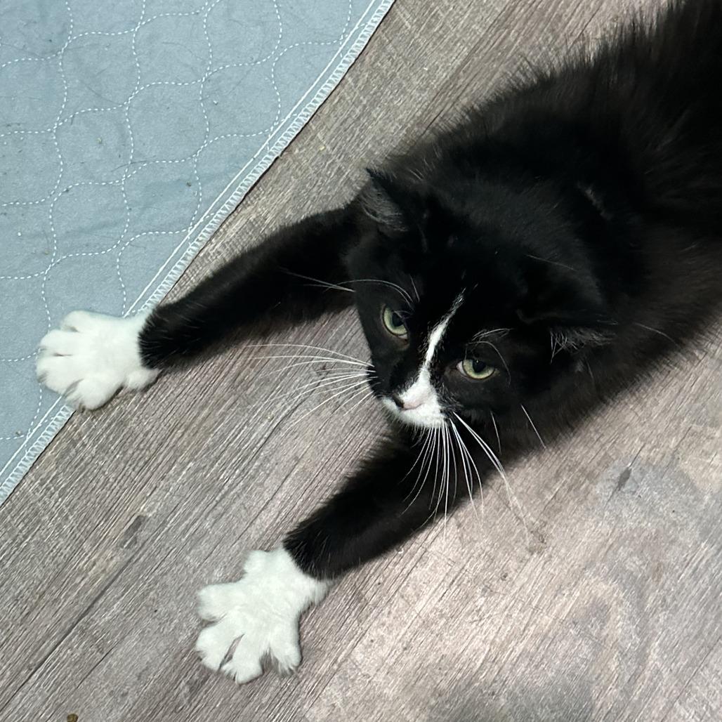 Enlarge Liberty, a Adoptable Domestic Long Hair in Marion, VA image 4/6