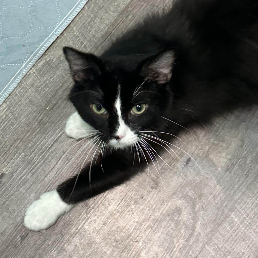 Liberty, a Adoptable Domestic Long Hair in Marion, VA image 6/6