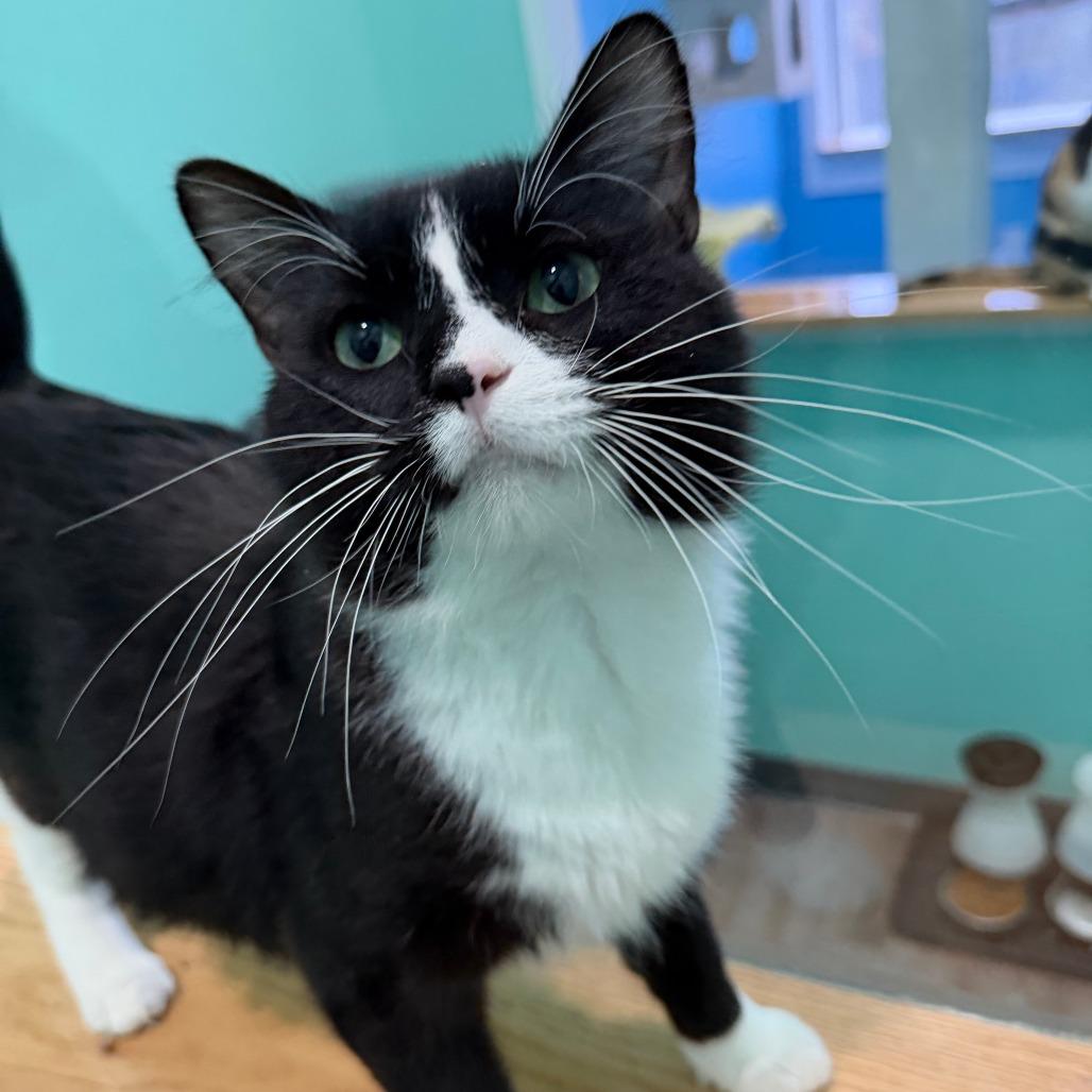 Enlarge Liberty, a Adoptable Domestic Long Hair in Marion, VA image 6/6