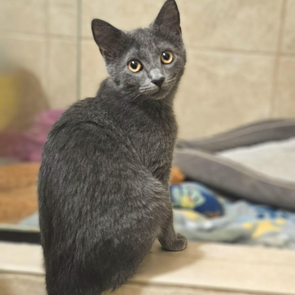 Enlarge Mercy, a Adoptable Domestic Short Hair in Newport News, VA image 1/1
