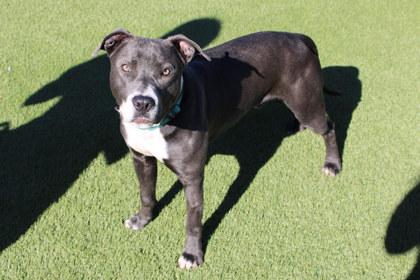 Gus, Adoptable, Adult Male Pit Bull Terrier & Mixed Breed.