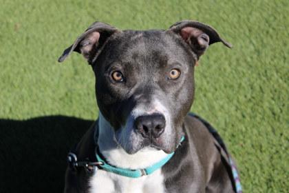 Gus, Adoptable, Adult Male Pit Bull Terrier & Mixed Breed.