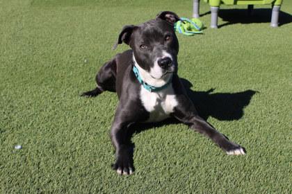 Enlarge Gus, a Adoptable mixed breed in Kansas City, MO image 2/3