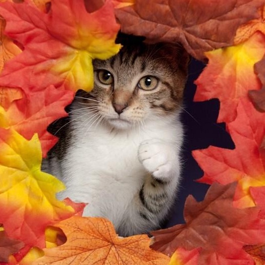 Nym Bard — thumbnail 2