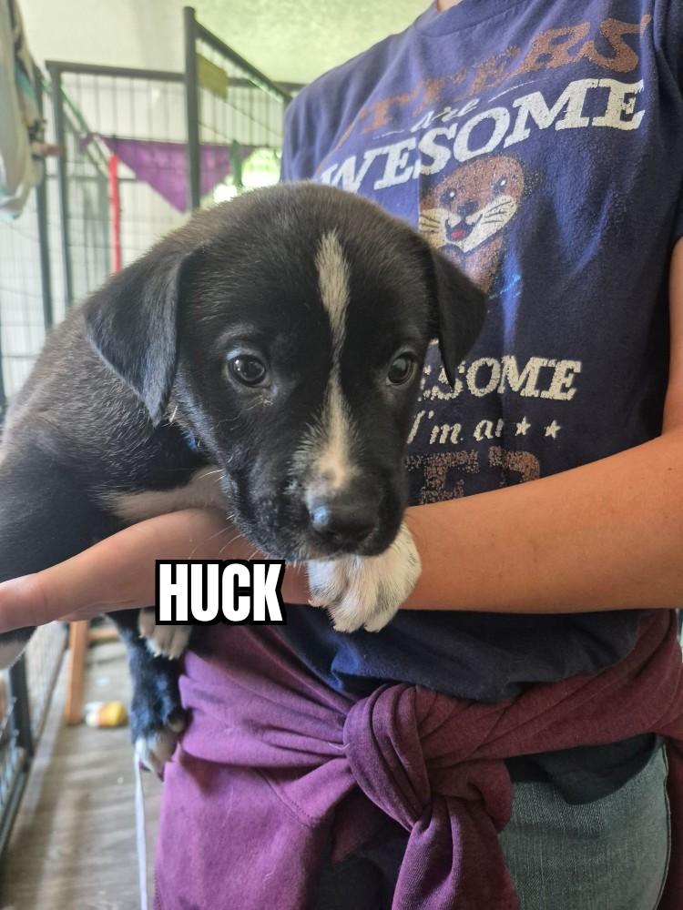 Huck