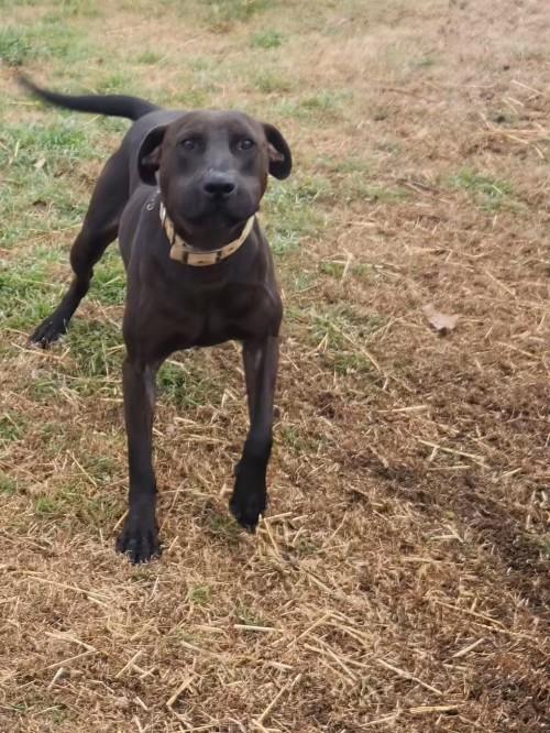 Enlarge Duke, a ADOPTABLE mixed breed in Yukon, OK image 1/1