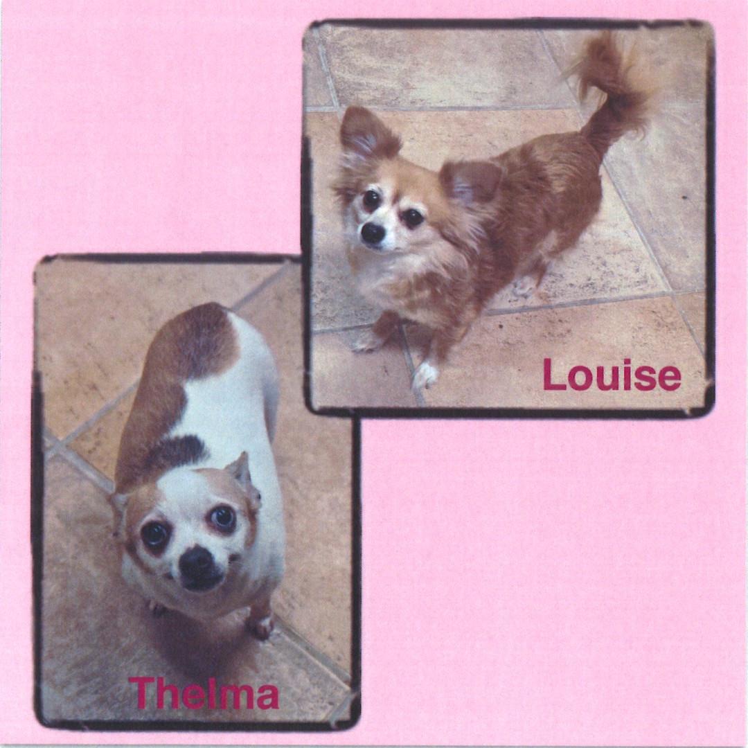 Enlarge Thelma & Louise, an adoptable mixed breed in Brainerd, MN image 1/3