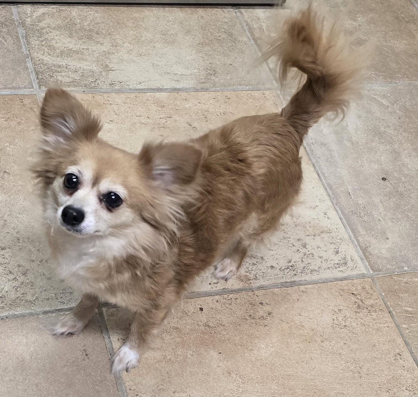 Enlarge Thelma & Louise, an adoptable mixed breed in Brainerd, MN image 2/3