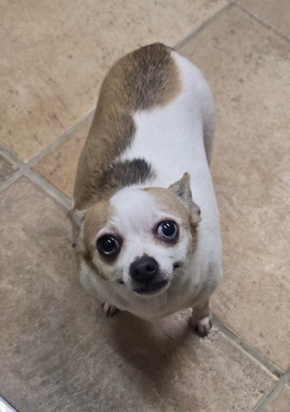 Enlarge Thelma & Louise, an adoptable mixed breed in Brainerd, MN image 3/3