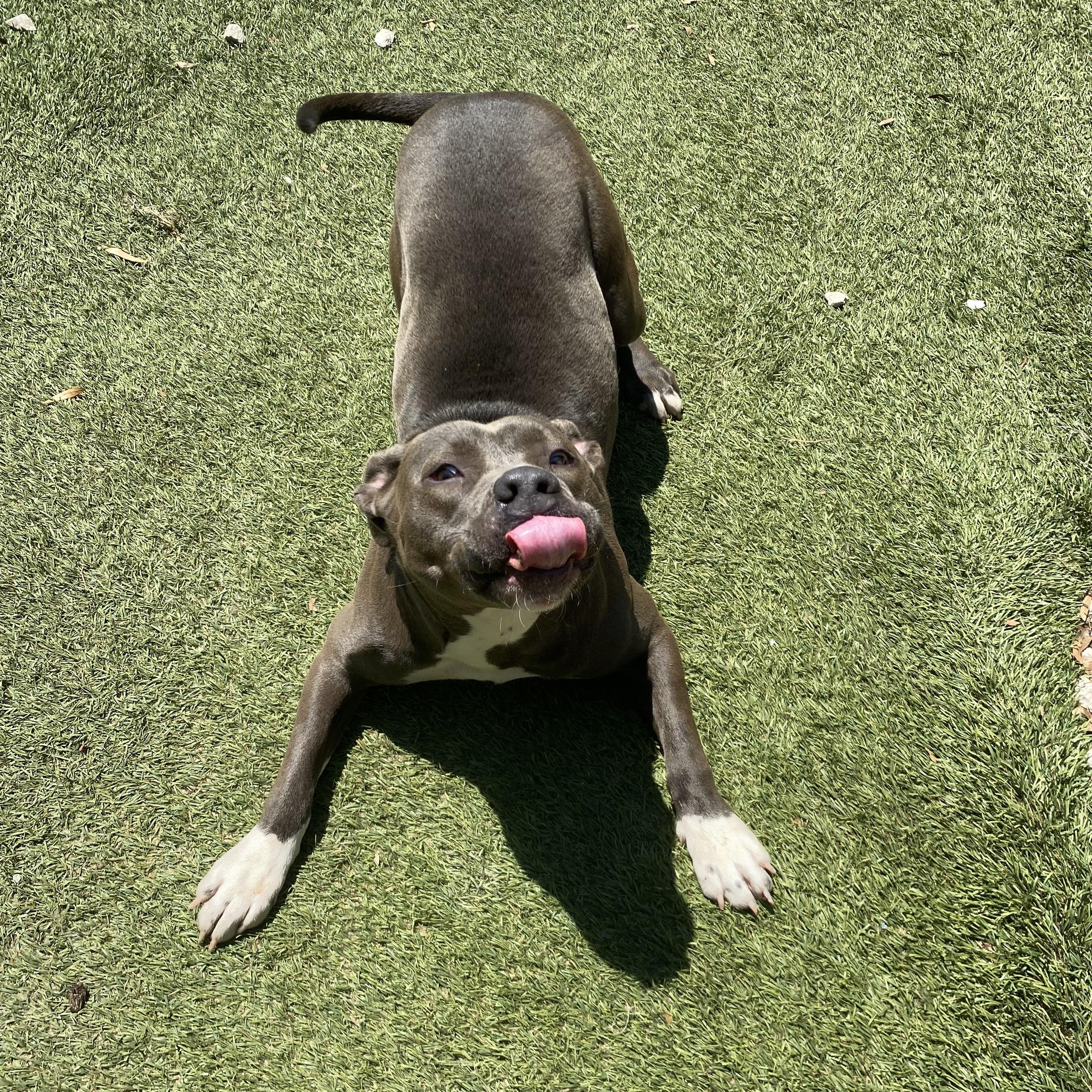 Ruby, Adoptable, Young Female Weimaraner & Pit Bull Terrier.