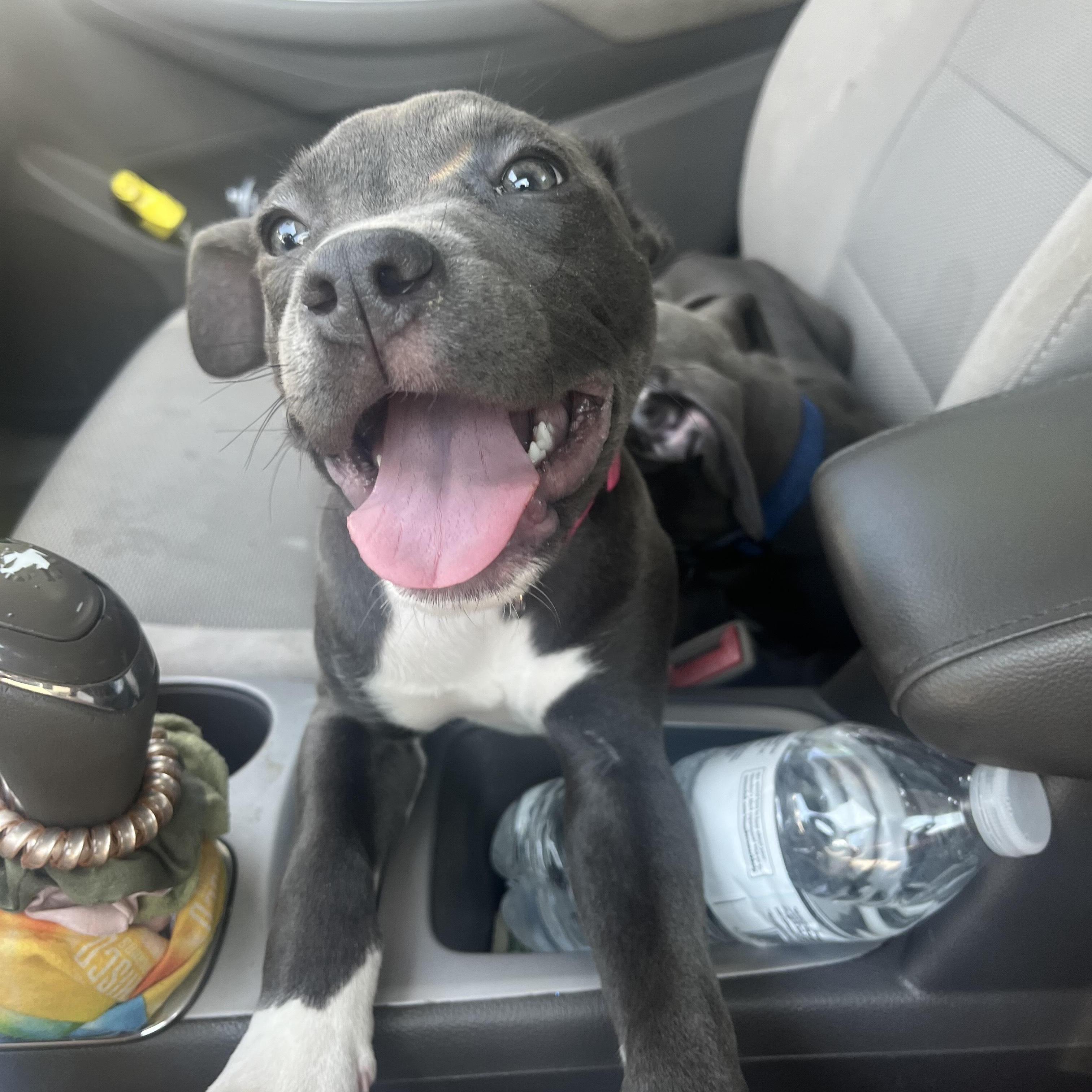 Enlarge Ruby, a Adoptable mixed breed in Crestview, FL image 2/4