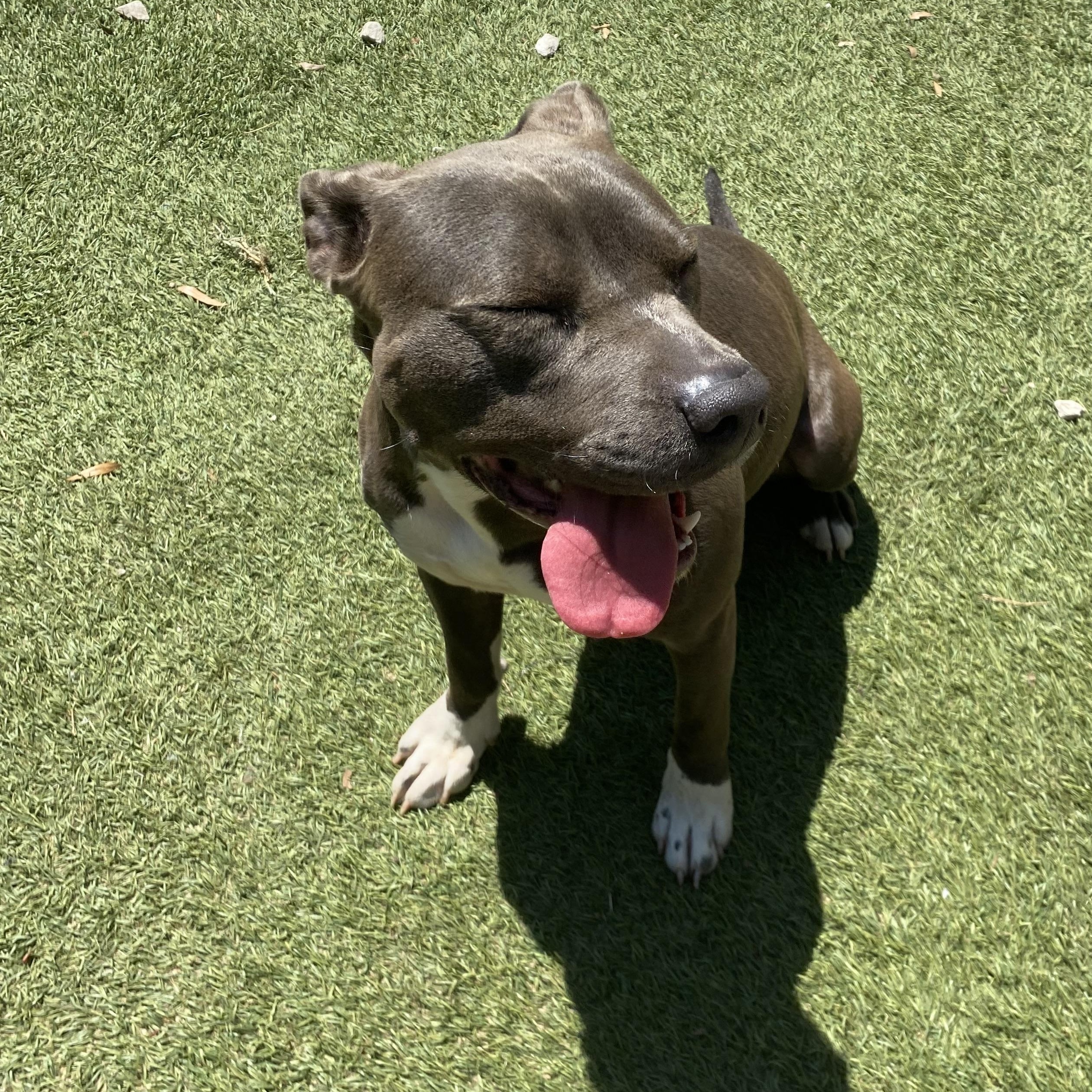 Enlarge Ruby, a Adoptable mixed breed in Crestview, FL image 4/4