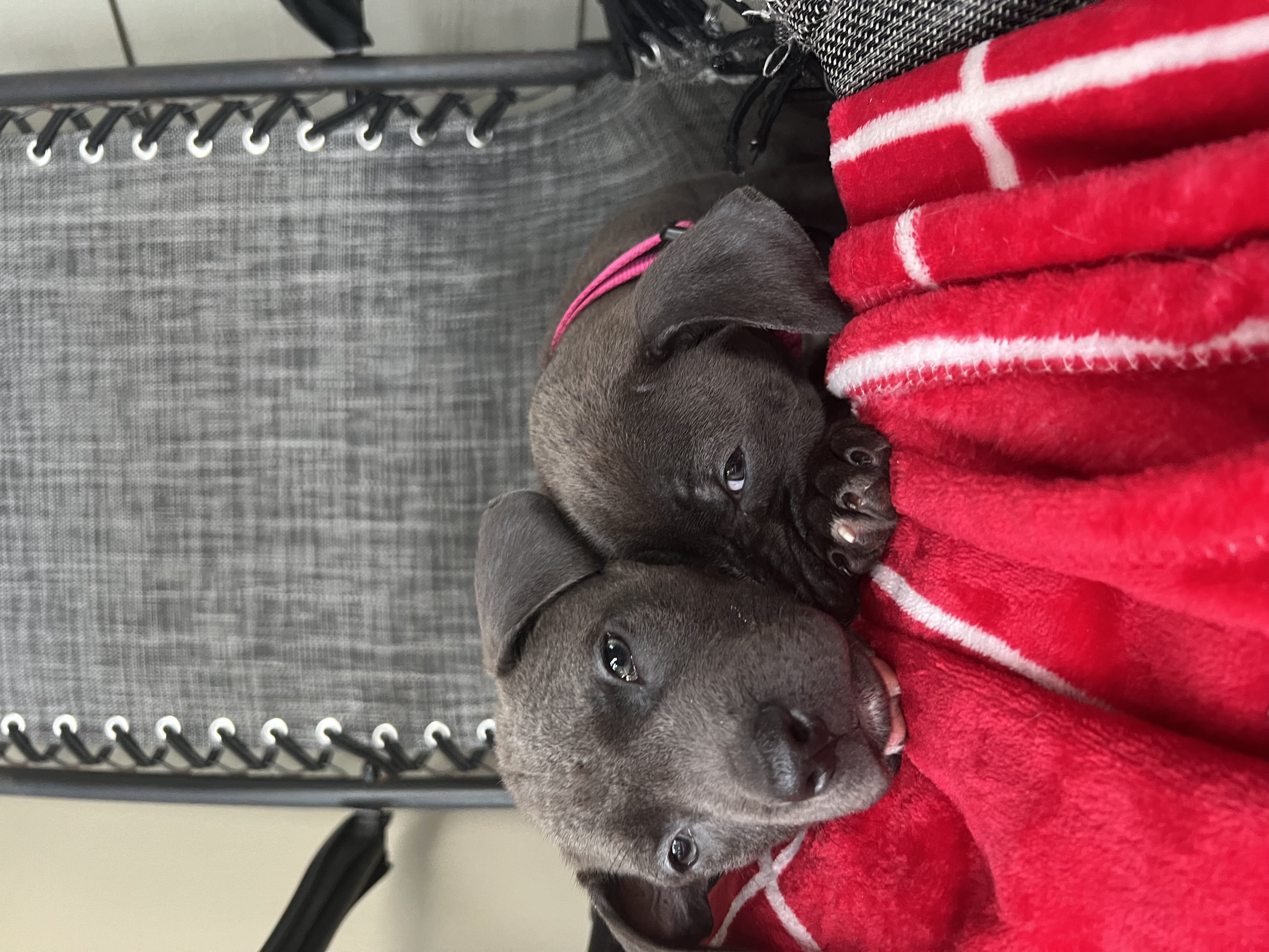 Enlarge Ruby, a Adoptable mixed breed in Crestview, FL image 3/4