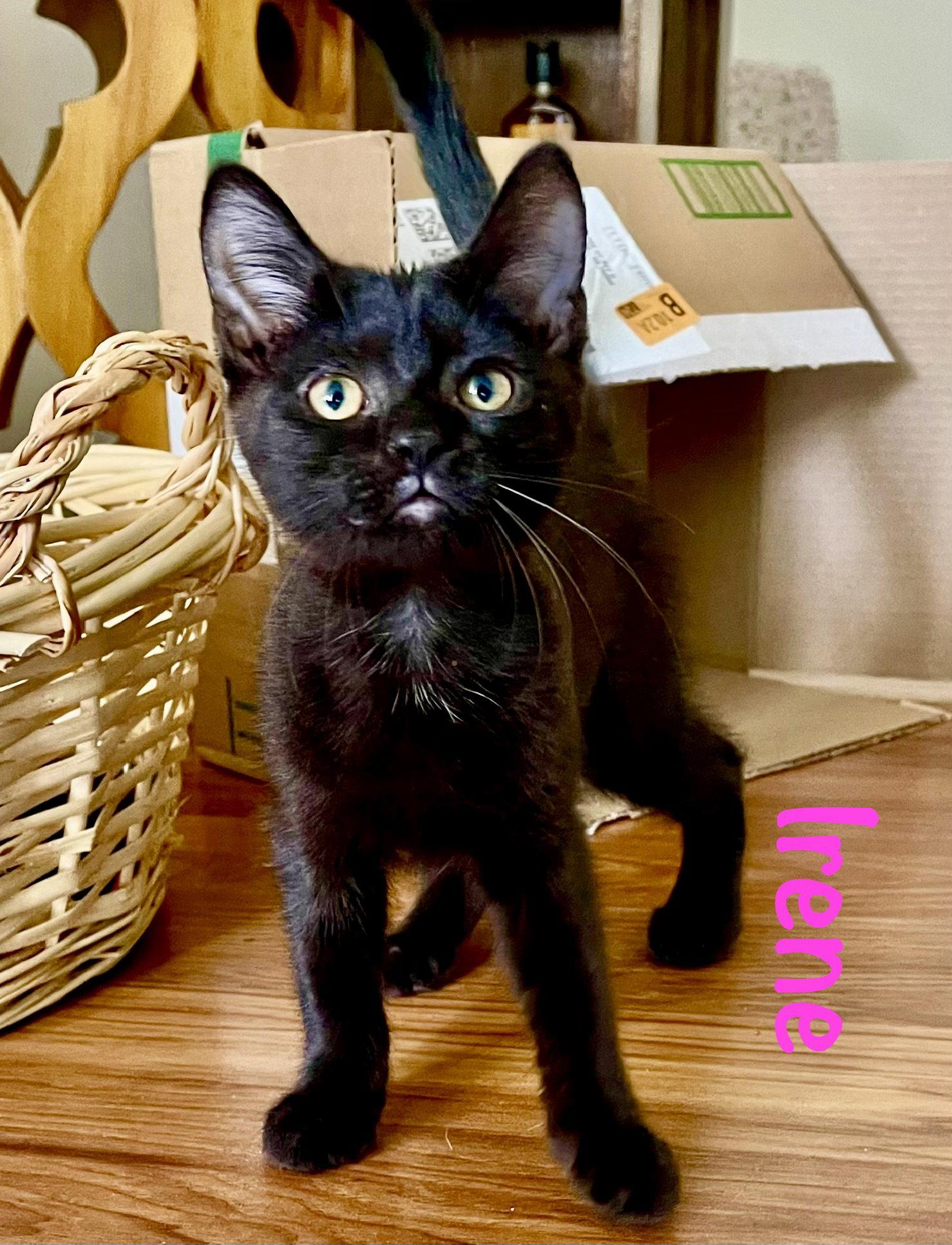 Irene, Adoptable, Kitten Male Domestic Short Hair.