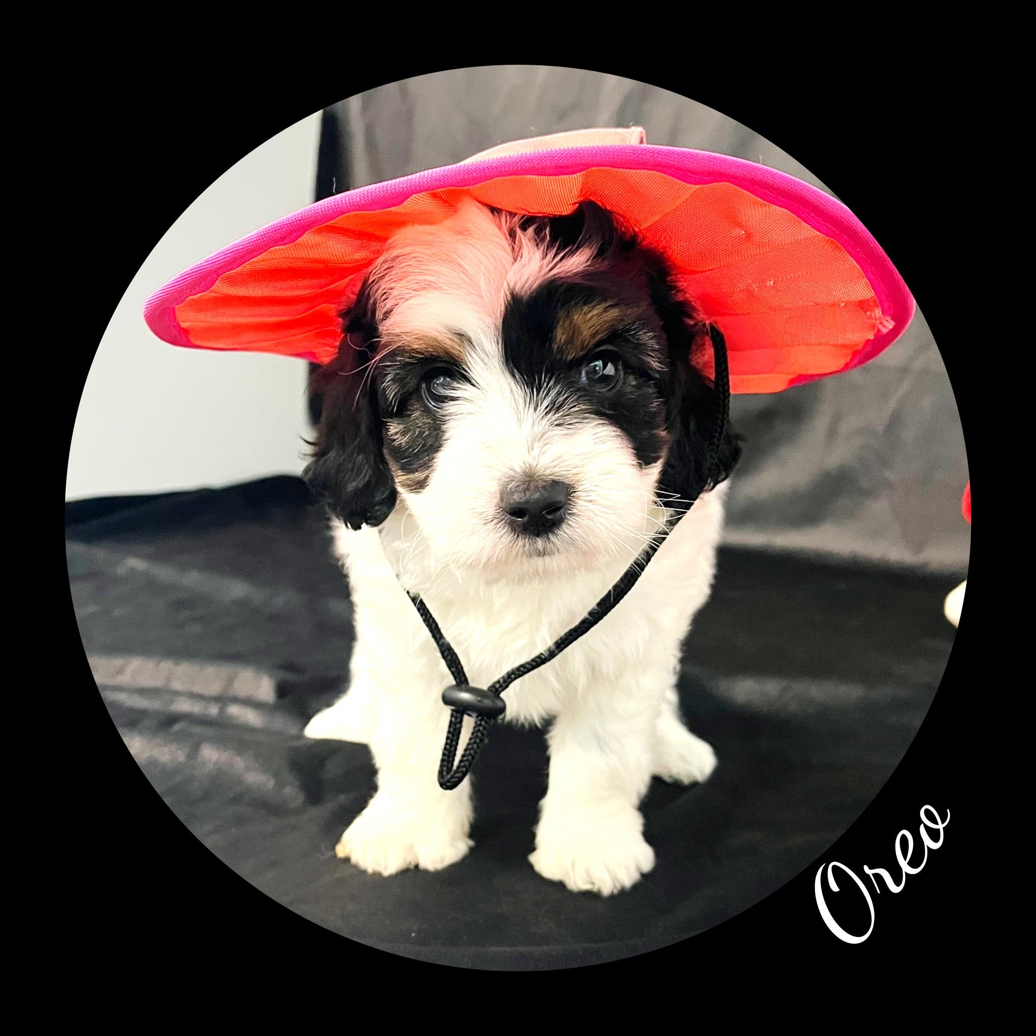 Oreo