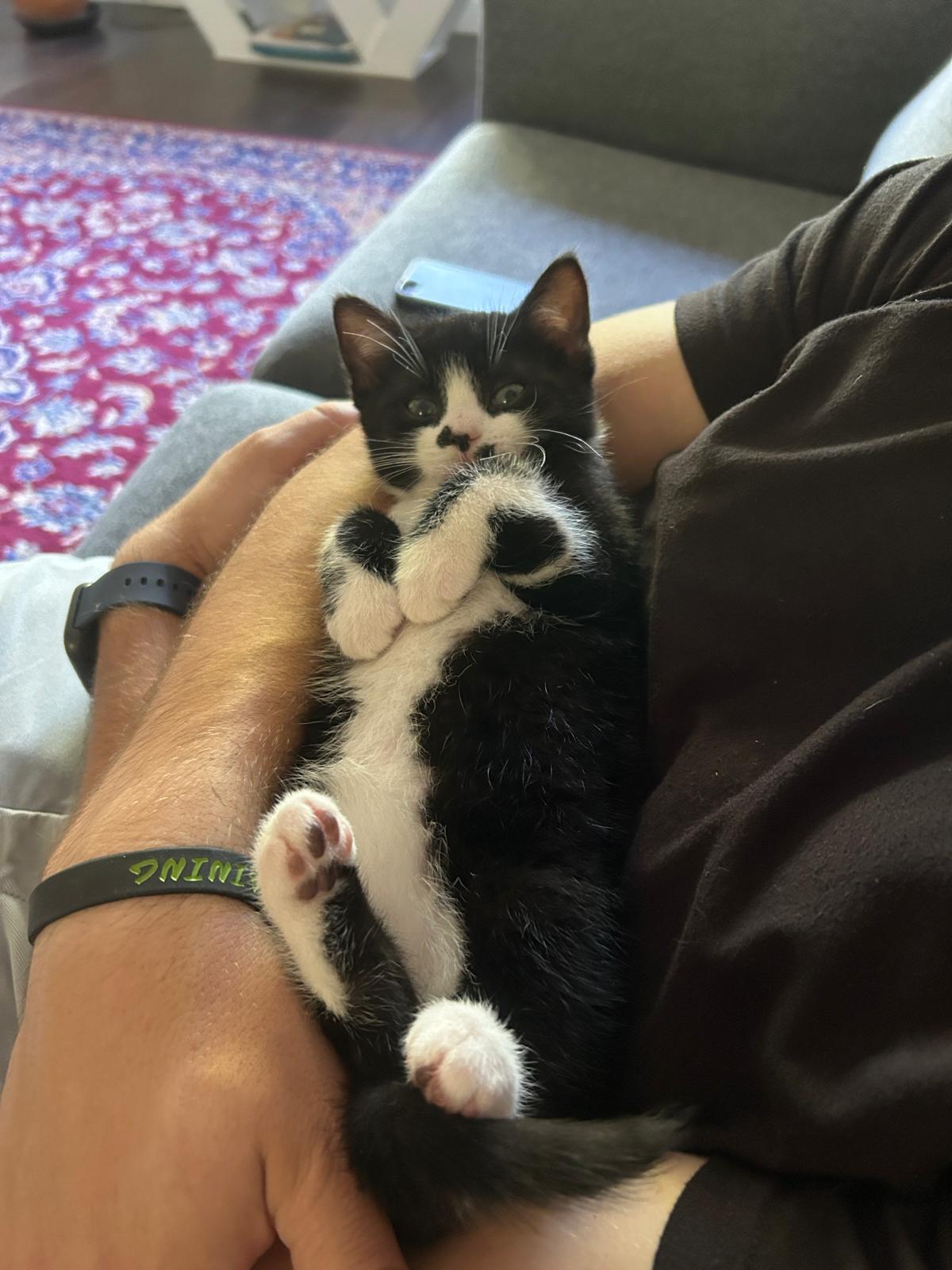 Watson, a Adoptable Domestic Short Hair in Cambridge, ON image 2/5