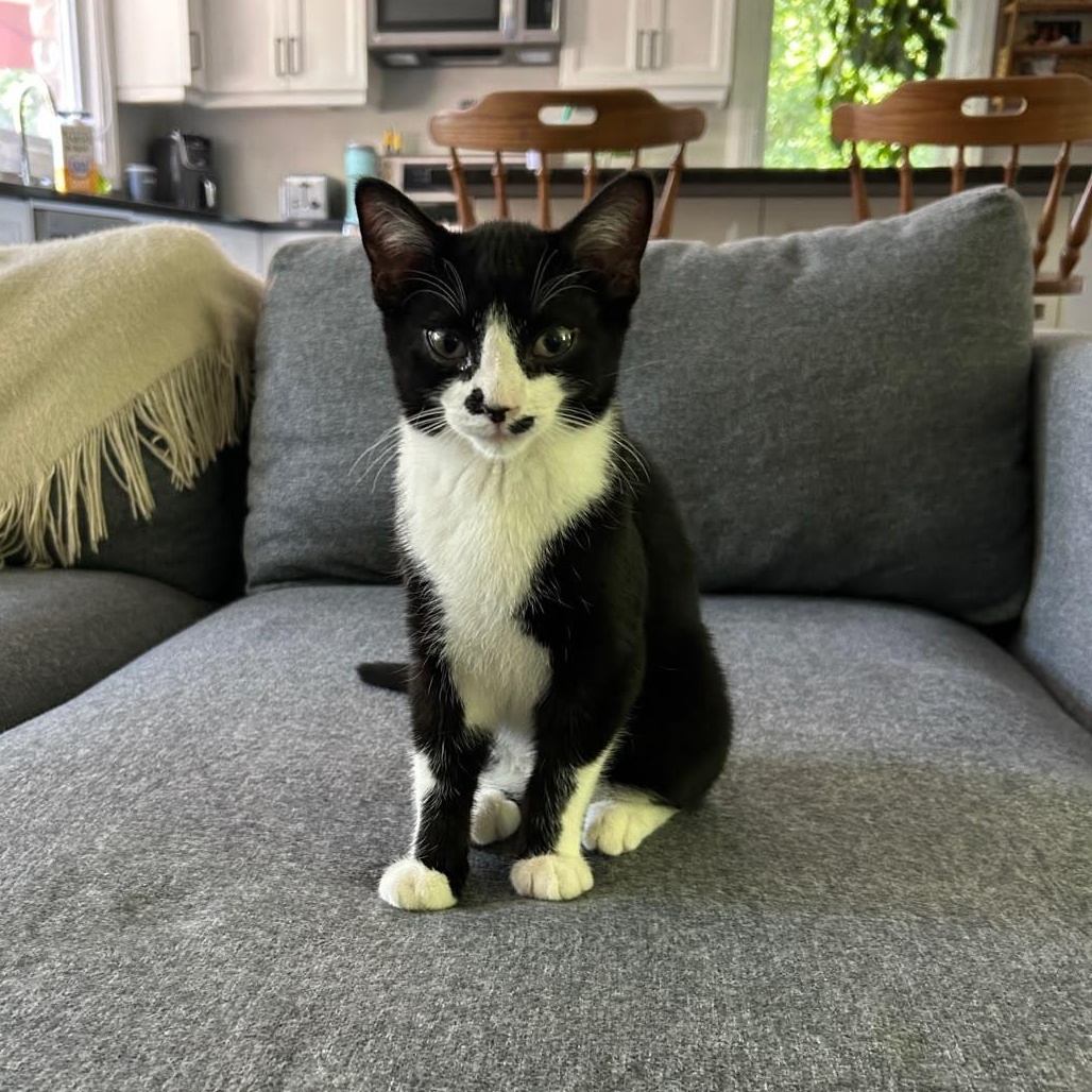 Watson, a Adoptable Domestic Short Hair in Cambridge, ON image 1/5