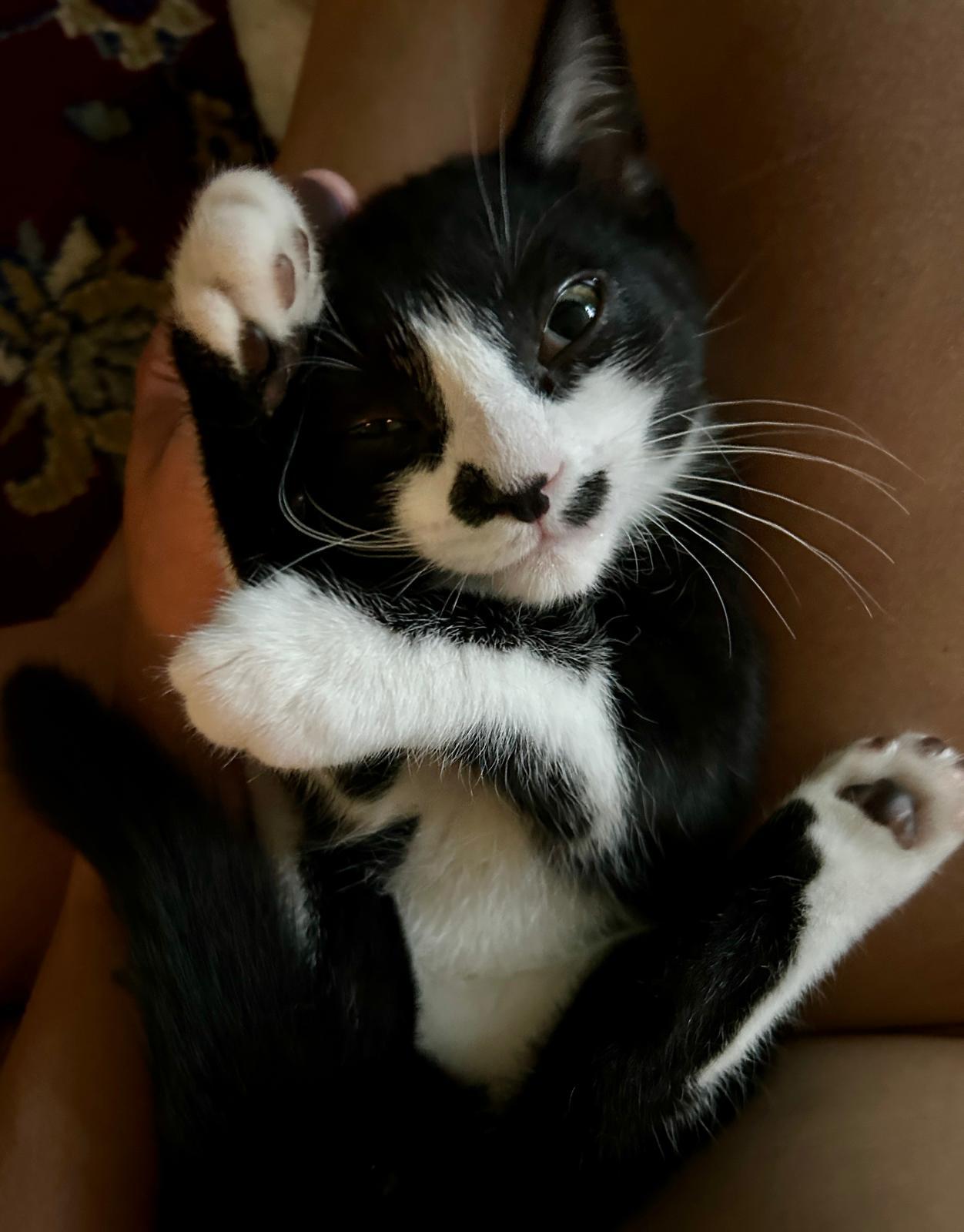 Watson, a Adoptable Domestic Short Hair in Cambridge, ON image 3/5