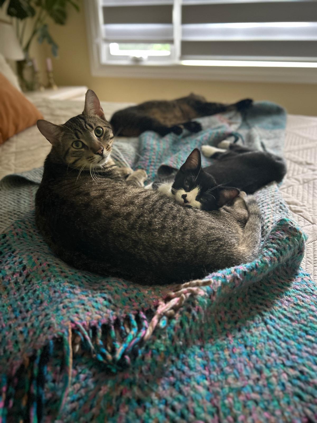 Watson, a Adoptable Domestic Short Hair in Cambridge, ON image 5/5