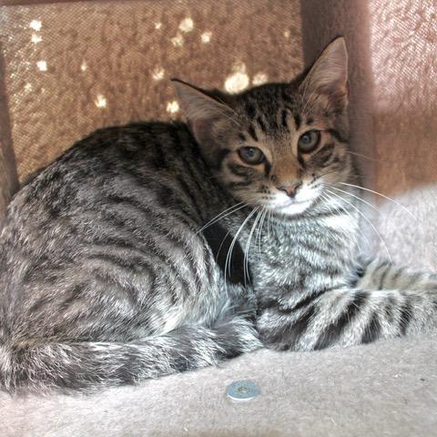Enlarge Timmy, a Adoptable Domestic Short Hair in Birmingham, AL image 1/3