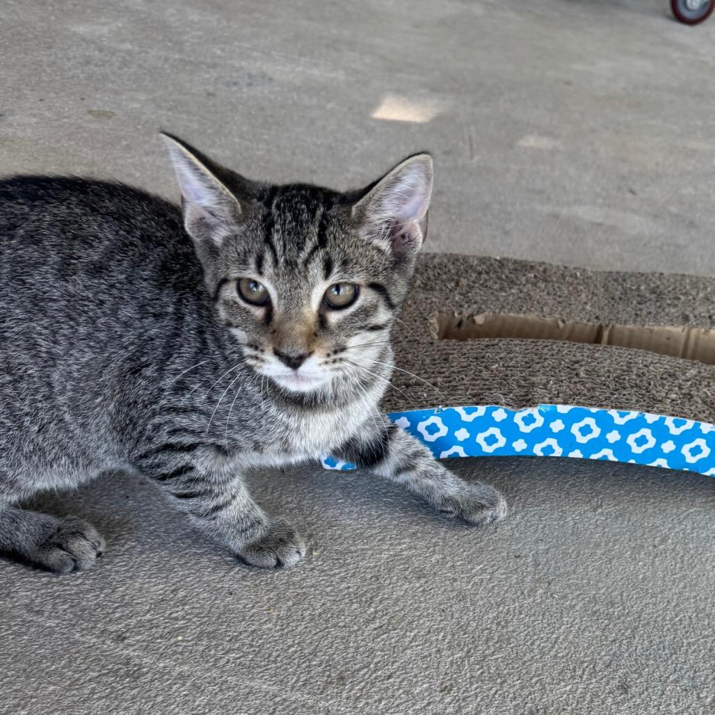 Enlarge Timmy, a Adoptable Domestic Short Hair in Birmingham, AL image 2/3