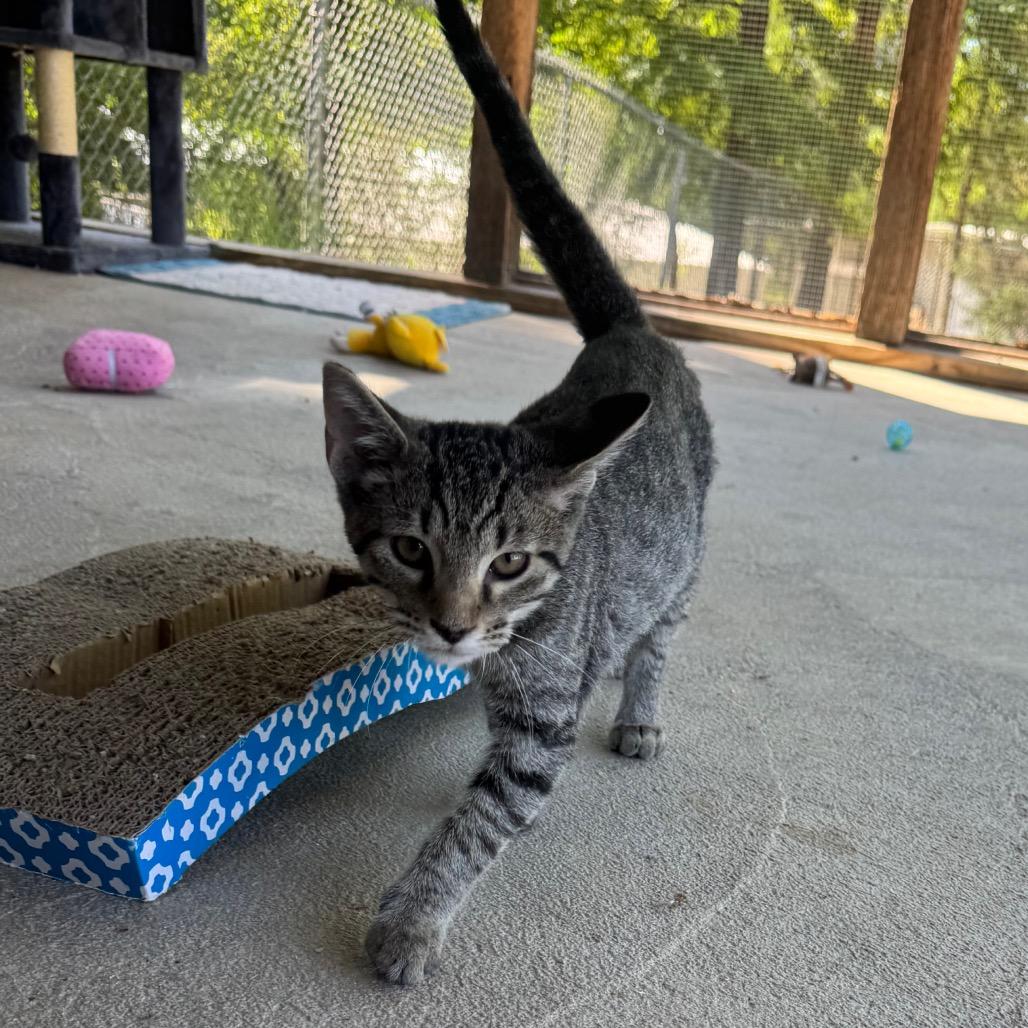 Enlarge Timmy, a Adoptable Domestic Short Hair in Birmingham, AL image 3/3