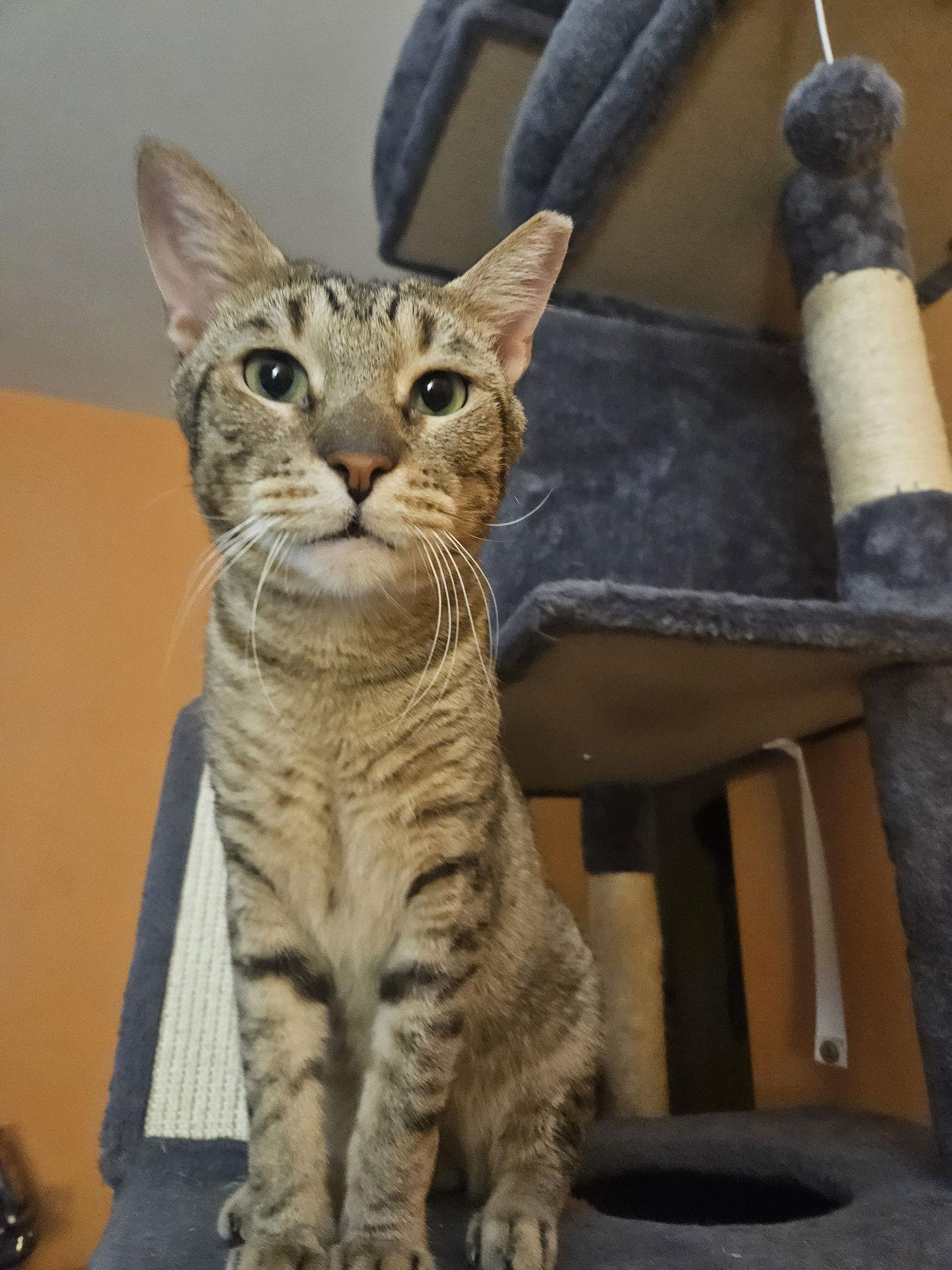 Nick, Adoptable, Adult Male Domestic Short Hair.