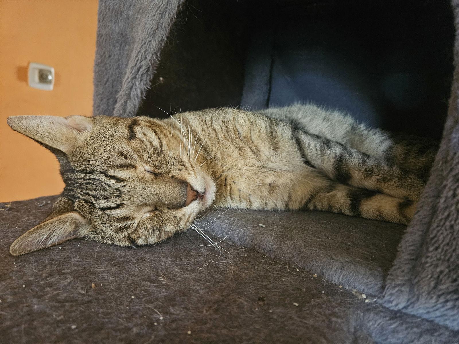 Enlarge Nick, a Adoptable Domestic Short Hair in Philadelphia, PA image 2/3