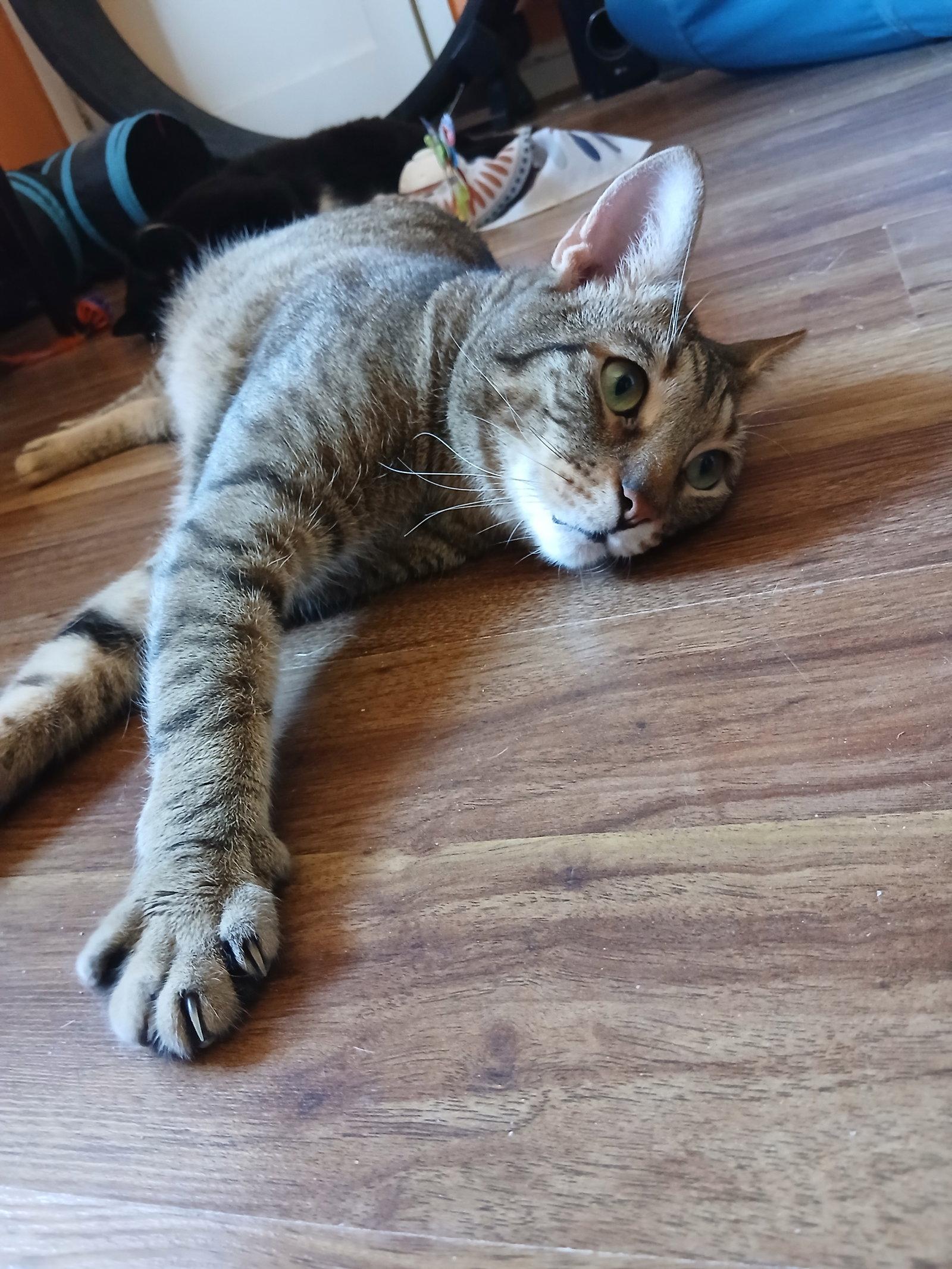 Nick, Adoptable, Adult Male Domestic Short Hair.